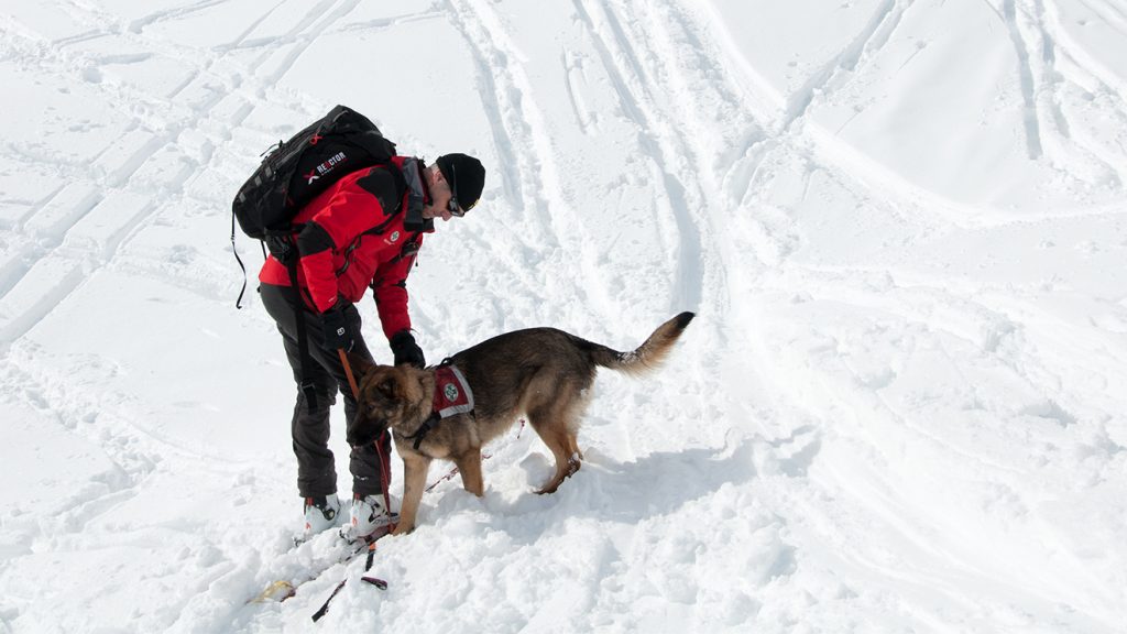 Malu bekommt von ihrem Hundeführer Stefan Fuchs die Stöberdecke angezogen © Skiing Penguin