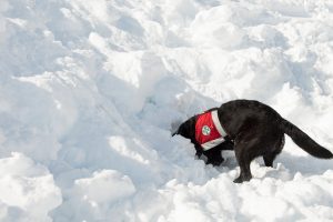 Schnüffeln und graben - der Lawinenhund bei der Arbeit © Skiing Penguin