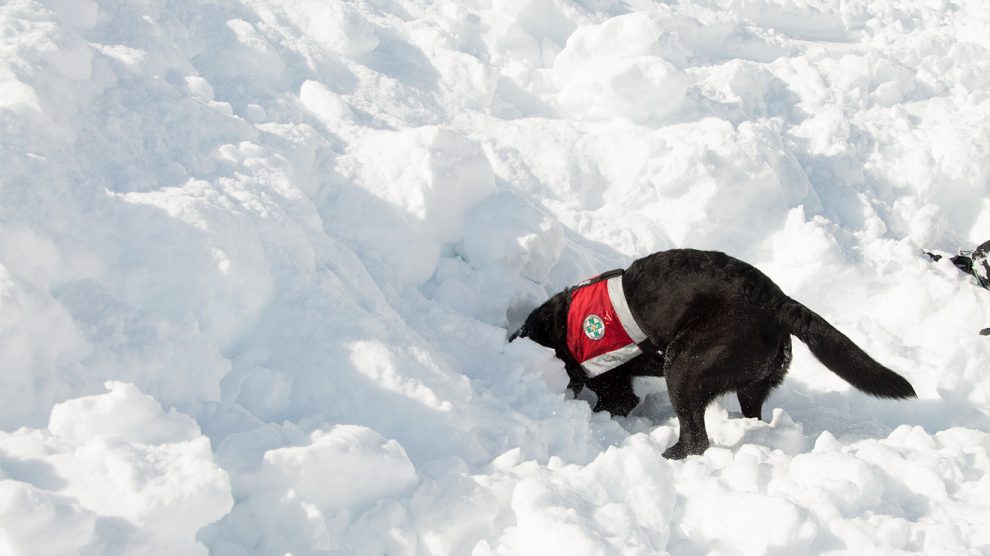 Schnüffeln und graben - der Lawinenhund bei der Arbeit © Skiing Penguin
