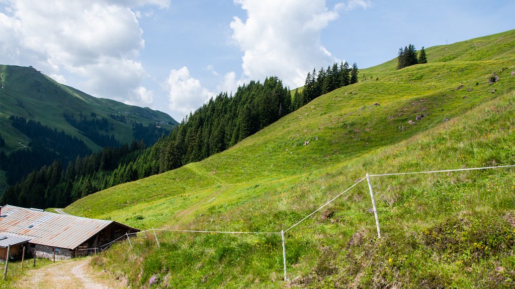 Das hellgrüne Gras (rechts der Ehrenbachalm) zeigt, wo im Winter die Piste über die Asten verläuft © Skiing Penguin